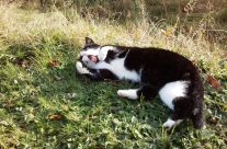 Schilddrüsenüberfunktion bei Katzen – Feline Hyperthyreose